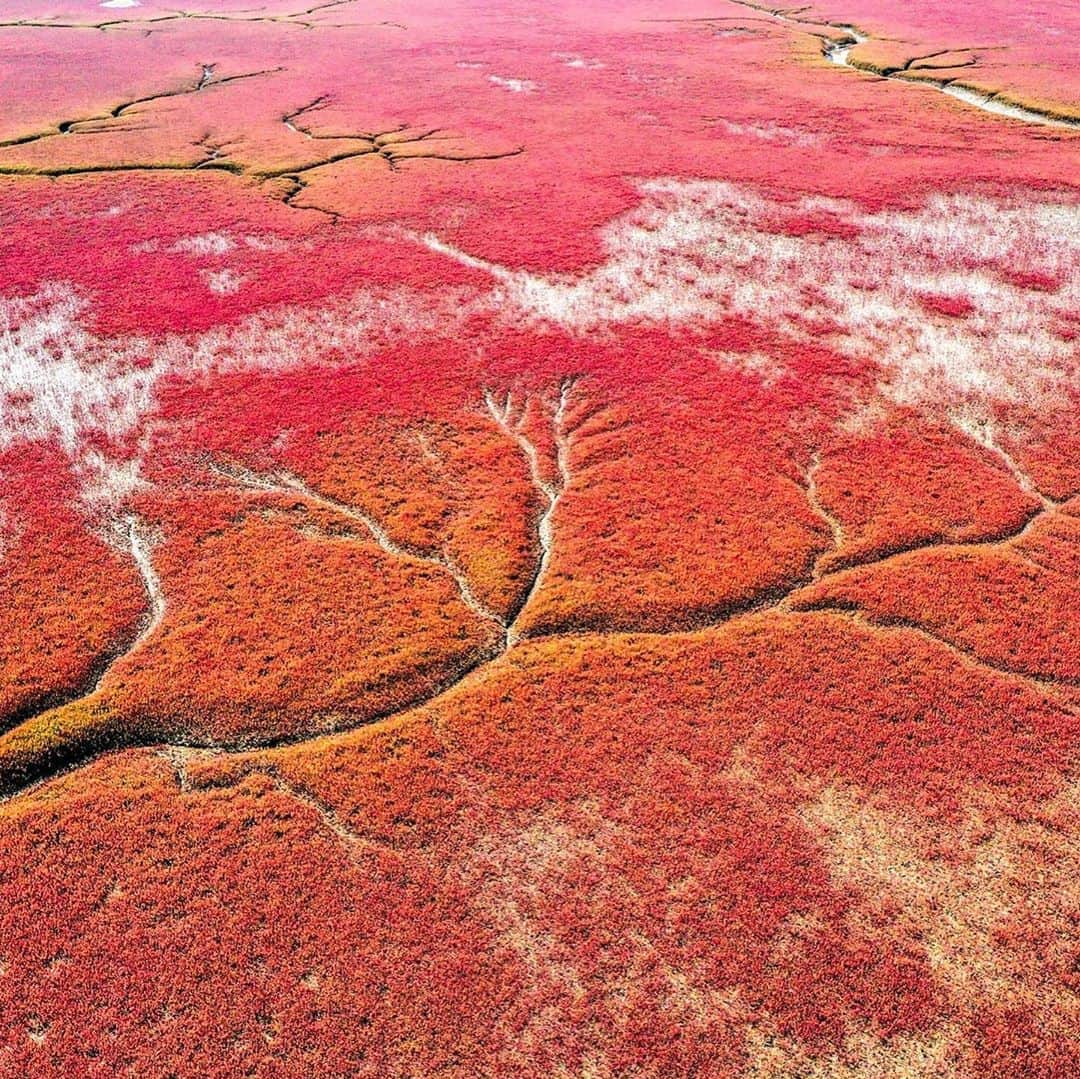 Lonely Planetのインスタグラム：「It's at this time of year that China’s incredible red wildflower beach turns a vibrant shade of red.   Red Beach is located in Panjin in northeast China, and it gets its name because it is carpeted in a native seepweed that turns a deep crimson shade each September and October.   Find out more about this unique destination from the link in our bio.   #redbeach」