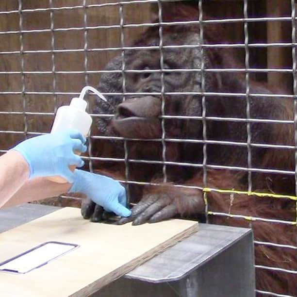 スミソニアン国立動物園のインスタグラム