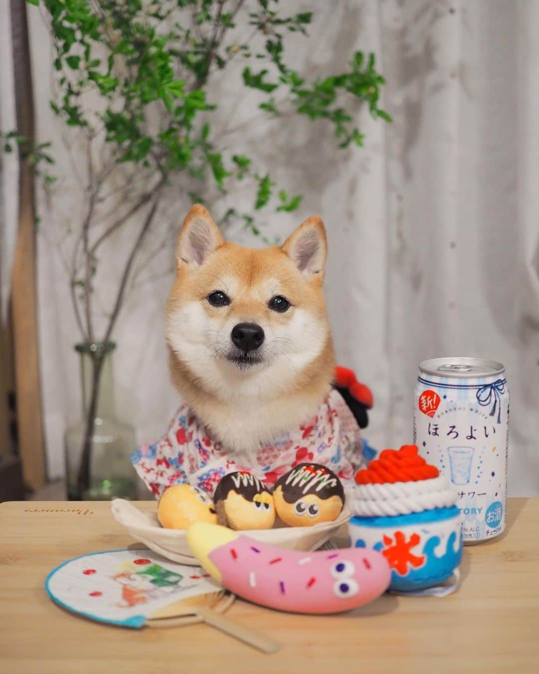 豆柴にこちゃんさんのインスタグラム写真 - (豆柴にこちゃんInstagram)「🐶🏮 おはよー 今年はお祭りもなさそうだから、 気分だけでも縁日風🍧 . 豆助くんとひなたくんのマネして 浴衣着てみたよー😊 @mamesuke_57 . ラストはイチゴチョコバナナで パパのゲームを邪魔してるとこ🍌 . @pecobox_official #PECOBOX . #柴犬#豆柴#pecoいぬ部#犬#shibastagram#petstagram#犬#犬のいる暮らし#shibainu#dog#mameshiba#pecotv#いぬのきもち部#しばいぬ#しばけん#こいぬ#シバイヌ#狗#ペット#子犬#puppy#pet#시바견#강아지#개#instacute#barked#9gag#9gagpets」8月20日 7時11分 - nikochan.mame48