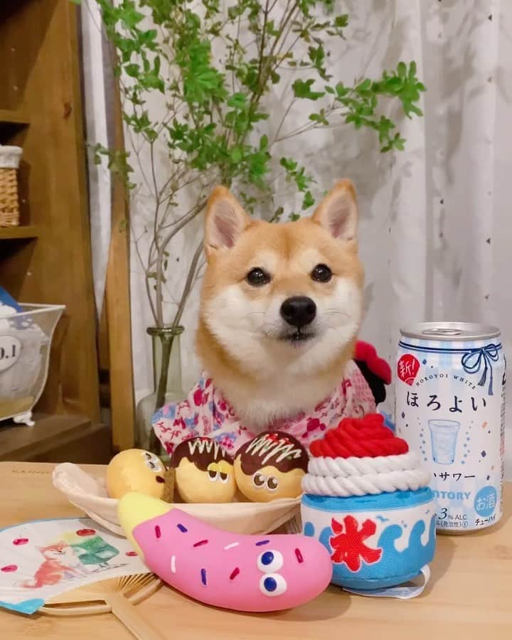 豆柴にこちゃんのインスタグラム