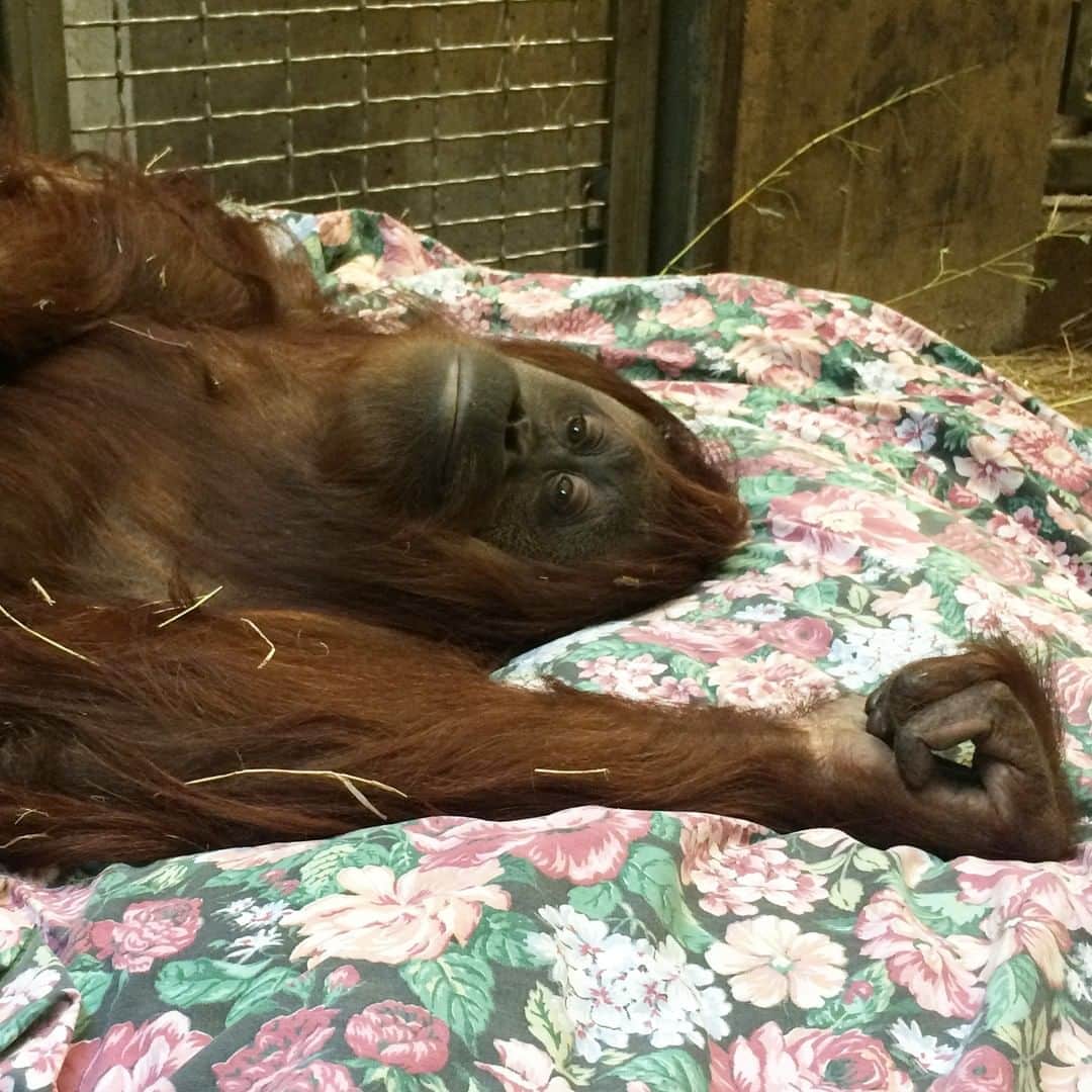 スミソニアン国立動物園さんのインスタグラム写真 - (スミソニアン国立動物園Instagram)「❤️🦧 Happy World Orangutan Day! As the Smithsonian’s National Zoo’s great apes prepare to go to sleep, they make their beds, then settle in. Just like their wild counterparts, orangutans in zoos build cozy nests. Where an orangutan chooses to snooze at night can give keepers insight into their social preferences. 💤 Get the scoop on the study from Primates Curator Meredith Bastian. ✏️ STORY: https://s.si.edu/3b1vS02. (Link in bio)」8月20日 8時15分 - smithsonianzoo