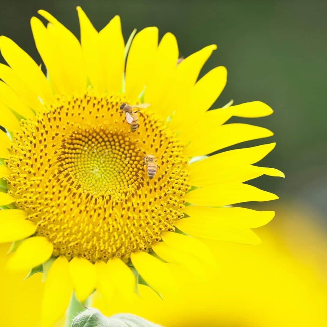 kiccyomuのインスタグラム：「☀️ 2020.08.20 Thu #昭和記念公園 #向日葵 🌻満開😊 蜂🐝も暑い中… たくさん飛んでました😅 静かに写真を撮ってるブンは大丈夫ですネ〜  #心に花を 木曜日…今日も元気に🤗  location #東京 📷撮影 2020年08月16日」