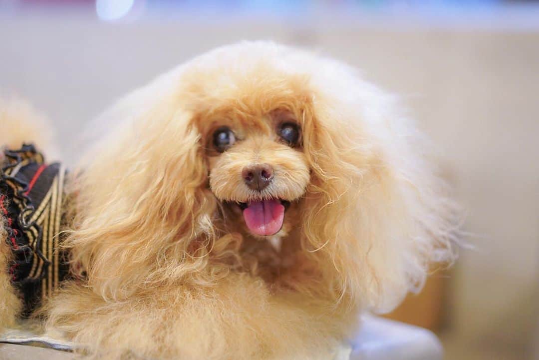 Toypoodle Mikuru?Asakusa Tokyoのグルメインスタ