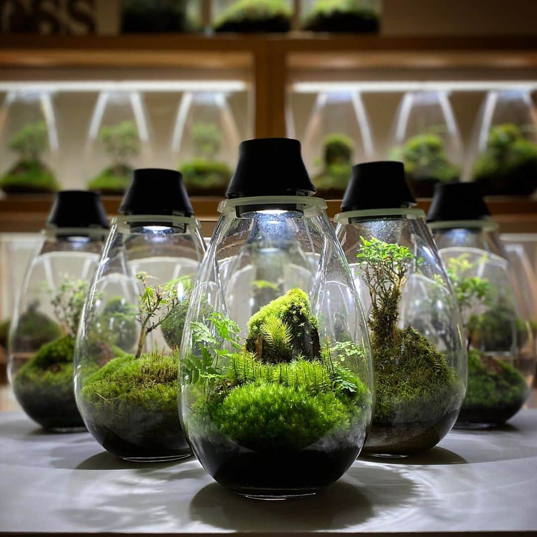 Mosslight-LEDさんのインスタグラム写真 - (Mosslight-LEDInstagram)「#mosslight#モスライト#苔#コケ#mossy#mossa#moss#terrarium #テラリウム#indoorgreen#plants#コケテラリウム#苔テラリウム#mossterrarium#mossarium#paludarium#インドアグリーンのある暮らし #horticulture」8月20日 8時50分 - mosslight1955