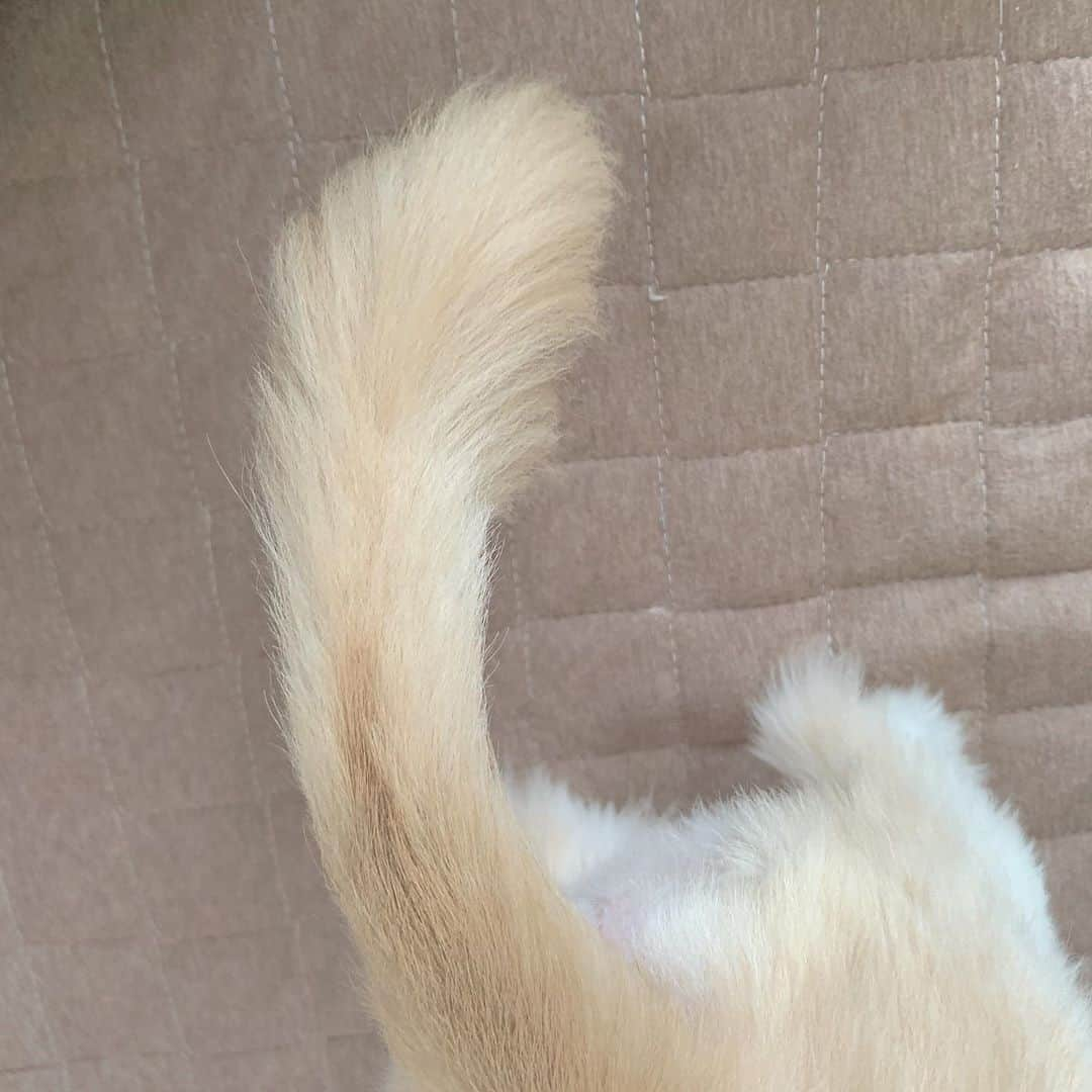 斉藤優里さんのインスタグラム写真 - (斉藤優里Instagram)「🐕tail...﻿ 友達のわんちゃん、赤ちゃん抱っこしてたのに﻿ 「遊んで、遊んで💓」モードに（笑）﻿ 抱っこしながらわんちゃんと遊んで﻿ 赤ちゃんが寝ても、わんちゃんは一睡もせず！！！﻿ スーパー元気でこっちが負けちゃうくらい😂﻿ でも、そんな愛嬌のあるわんちゃん﻿ 可愛いくて好きーーーーー♡♡♡﻿ ﻿ ﻿ ﻿ #斉藤優里 #ゆったん﻿ #たんたんたんゆったんたん( •ㅈ• )﻿ #犬 #犬のいる暮らし #タイヤのおもちゃに夢中 ﻿」8月20日 8時57分 - yuuri_3ito