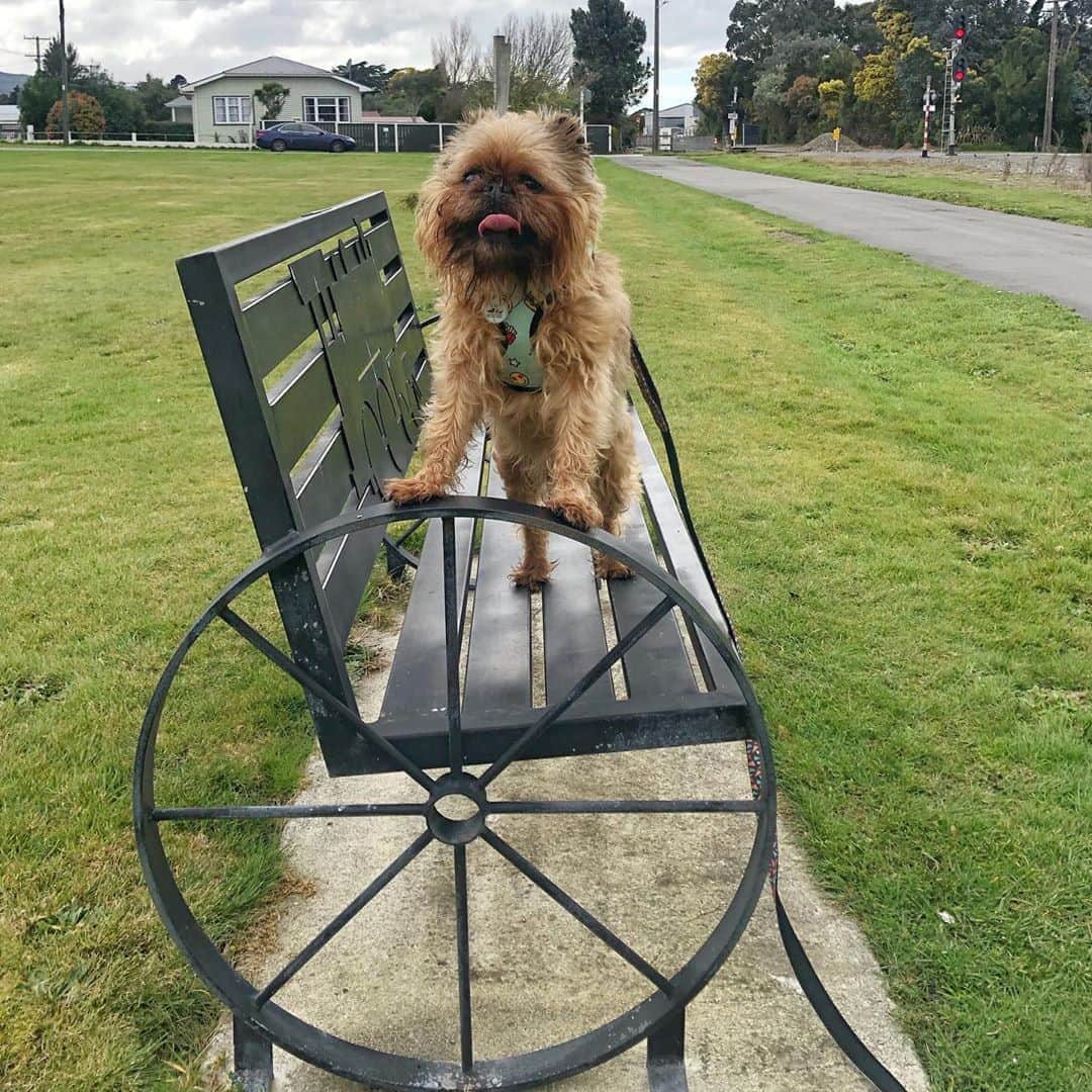 Digby & Aloのインスタグラム：「He got tired on his morning walk so he tried to catch a train. Should I tell him it’s bolted down?」