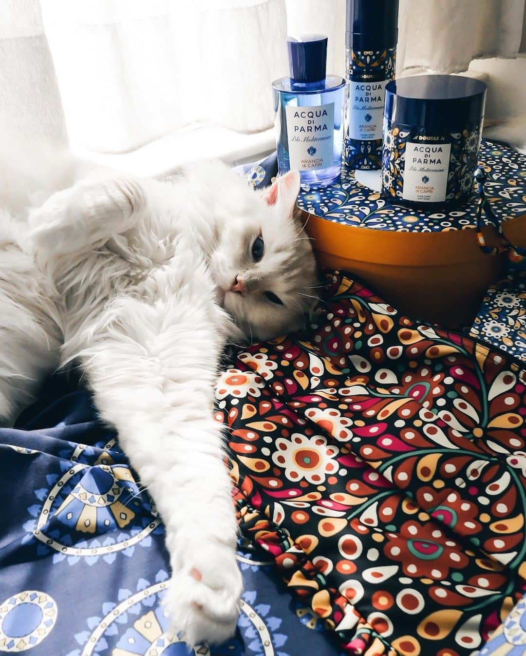 Ruby Kwanさんのインスタグラム写真 - (Ruby KwanInstagram)「Cats know how to enjoy life. 😸💫😺 And my #LunaAndQoony know how to #VacantionLikeAnItalian at home. 🇮🇹 The new #AcquaDiParma #BluMediterraneo by #LaDoubleJ capsule collection has instantly won my heart and my cats’ heart. Can’t wait to try the body scrub and lotion. And I really love the little blue notebook from the collection. 💙 @acquadiparma_official #rougeclosetlifestyle」8月20日 20時08分 - rougecloset