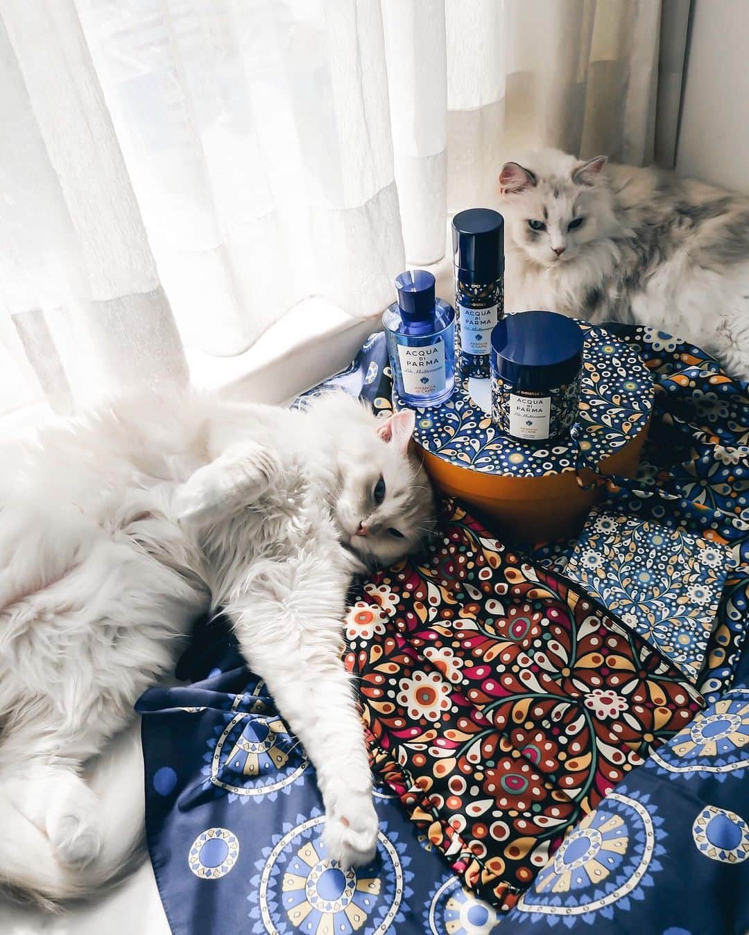 Ruby Kwanのインスタグラム：「Cats know how to enjoy life. 😸💫😺 And my #LunaAndQoony know how to #VacantionLikeAnItalian at home. 🇮🇹 The new #AcquaDiParma #BluMediterraneo by #LaDoubleJ capsule collection has instantly won my heart and my cats’ heart. Can’t wait to try the body scrub and lotion. And I really love the little blue notebook from the collection. 💙 @acquadiparma_official #rougeclosetlifestyle」