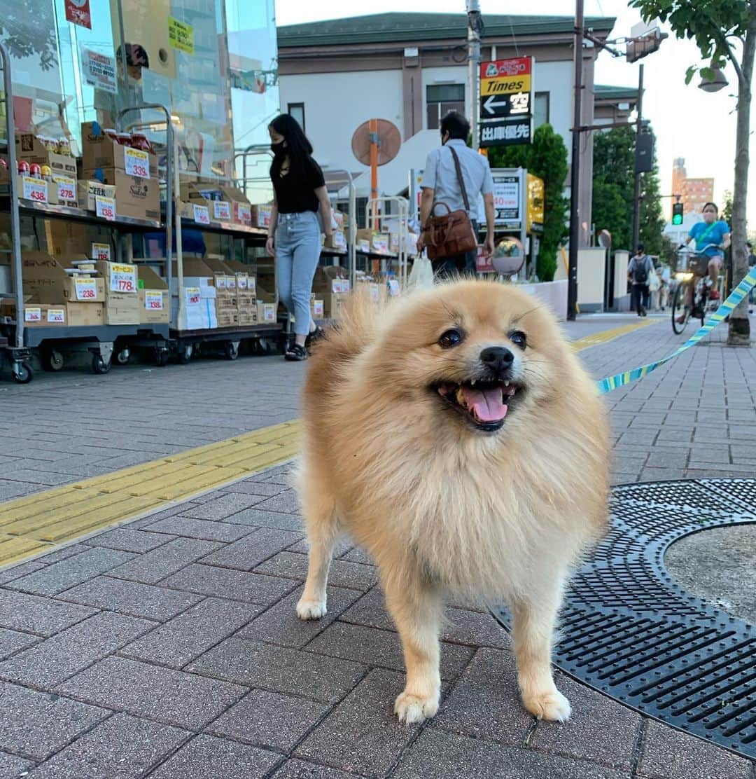 一三さんのインスタグラム写真 - (一三Instagram)「猛暑にもメゲない，今日の可愛い子ちゃん♪( ´θ｀)  #猛暑 #暑い #犬 #いぬすたぐらむ #イヌ #dog #ポメラニアン #pomeranian #今日の可愛い子ちゃん #散歩 #徘徊 #walk」8月20日 18時57分 - ichizou.co.jp