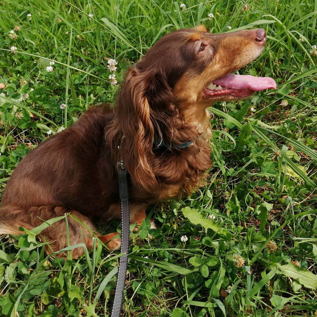 ななこさんのインスタグラム写真 - (ななこInstagram)「暑いのです☀️✨ でも、お散歩には行きたいのです🐾 ※ ※ #犬 #愛犬 #ダックス #カニンヘン　 #dog #dachshund #dogstagram  #doxie #instadog #instadachshund  #petstagram #dachshundsofinstagram」8月20日 18時55分 - nanaco_dachs