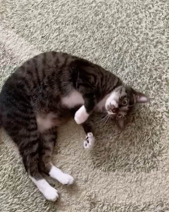 takegaeruのインスタグラム：「こてんちゃん❤️  #猫 #cat #よもねこ #よもぎねこ #キジトラ #きじとら」