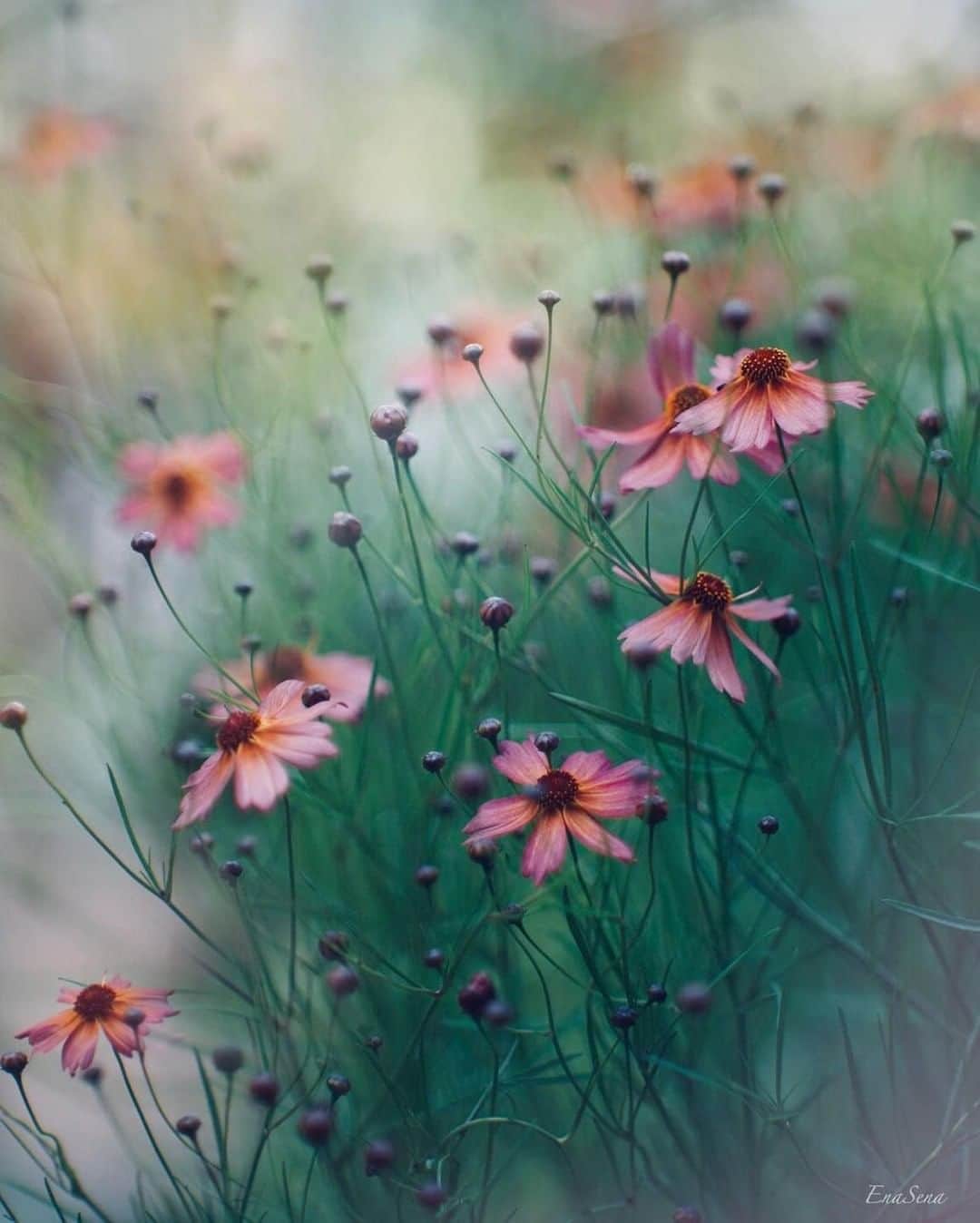 花の写真館のインスタグラム：「Photo by @ena.s.ena.⠀ https://instagram.com/ena.s.ena/⠀ .⠀ Original Post[投稿いただいたURL]⠀ https://www.instagram.com/p/CCHEeDhMjzK/⠀ .⠀ 本アカウントは、 #私の花の写真 をつけてInstagramに投稿された皆さまの花の写真や、「花の写真館」Facebookページで投稿された花の写真を紹介します。⠀ 「花の写真館」Facebookページは、「 @floral.photograph 」のプロフィールにあるURLからご覧ください。⠀ .⠀ ※各自、政府、自治体など公的機関の指示に従った行動をお願いします。⠀⠀ 東京カメラ部および分室では、写真を「見る楽しみ」を提供することを通して、微力ながら皆様にわずかな時間でも癒しをお届けしたいと思っております。⠀ ※本アカウントは東京カメラ部がFacebook、Instagramのサービスを利用して運営しているもので、Facebook社・Instagramとは一切関係ありません。⠀ .⠀ #花の写真館 #floralphotograph #floralphoto #flower #flowers⠀ Follow: @floral.photograph」