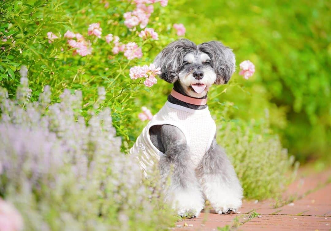 中野区在住のミニシュナのInstagramのグルメインスタ