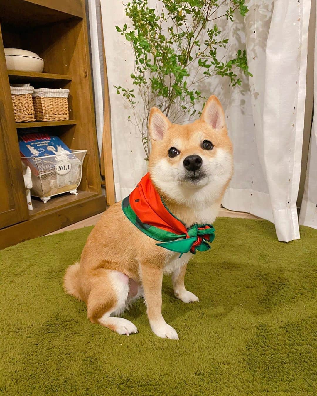 豆柴にこちゃんのインスタグラム