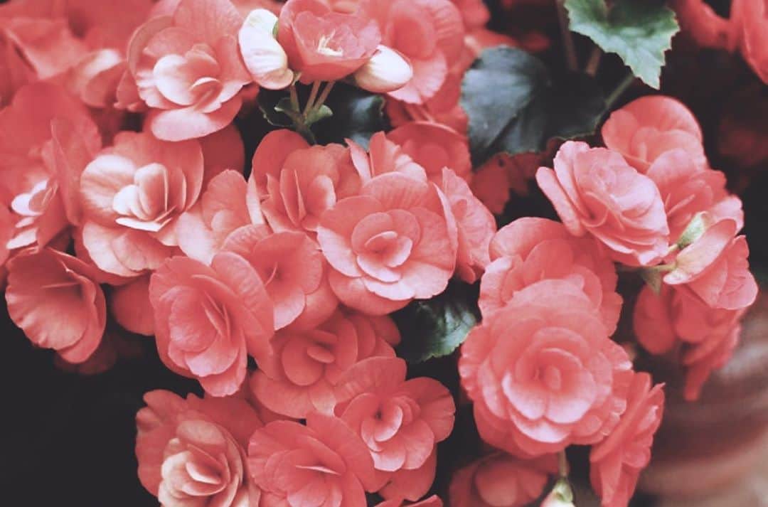 遠海まりこさんのインスタグラム写真 - (遠海まりこInstagram)「Roses﻿ ———————————————————————﻿ ﻿ ﻿ ﻿ ﻿ ﻿ ﻿ ﻿ ﻿ ﻿ ﻿ ﻿ ﻿ #flower #flowers #roses #pinkroses #pink #lifeofflower #花のある生活 #花 #薔薇 #ピンクフラワー #花ワーク #beautiful #beautifulflowers #summer #summerseason2020」8月20日 19時45分 - marikotohmi99
