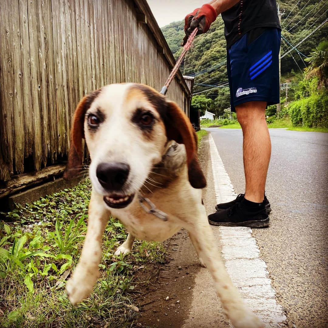 岡村咲さんのインスタグラム写真 - (岡村咲Instagram)「ジョンが恋しいです😭次いつ会えるんだろう…。私が痩せて、見違えたら、ジョンは私のことわかるのかな？笑　ま、痩せてない可能性のほうが高いけど笑 #ジョンのいる暮らし #犬のいる暮らし」8月20日 19時55分 - sakiokamura_official