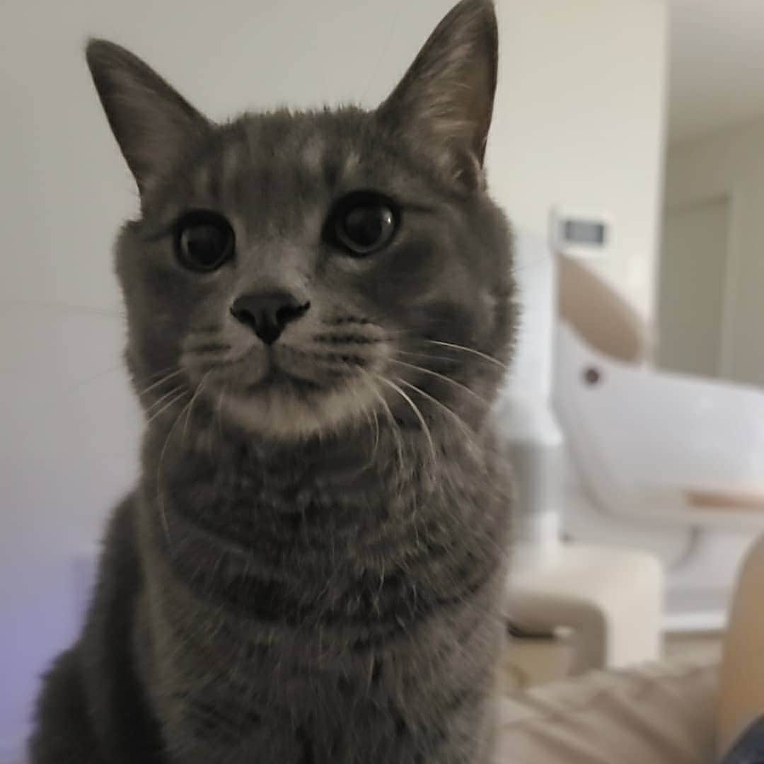 のインスタグラム：「오구오구 내시키 #후추」