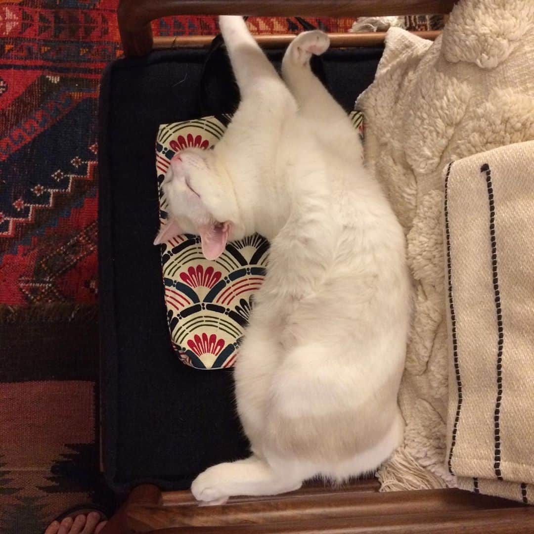 岡田屋鉄蔵のインスタグラム：「今日も良く捻り開きしてます。」
