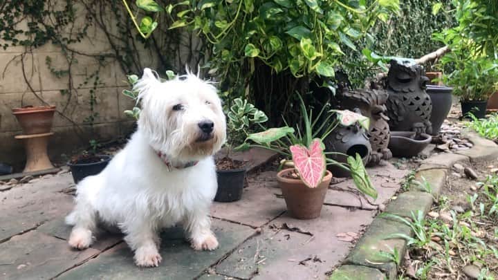 Hoykong&Plamuekのインスタグラム：「Good morning #plamuek_westies」