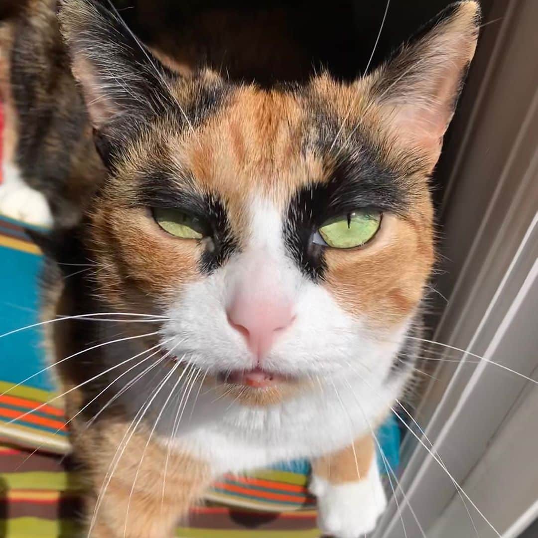 リリーのインスタグラム：「The Wednesday struggle is real 😾  . . . . . . #lillycrazyeyes #mood #catsofinstagram #9gag #calico #instacat #meowstagram #meow #meowdel #instacalico #calico #wednesday #humpdayvibes  #humpday #crazyeyes #sassy」