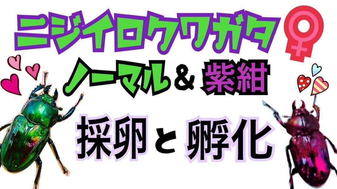らりるRIEさんのインスタグラム写真 - (らりるRIEInstagram)「・ ・ 【ニジイロクワガタ】紫紺&ノーマルの採卵と孵化  ・ https://youtu.be/ZDx3Zxjbgr8 ・ 動画更新しました☆ ・ ・ ・ #らりるRIEの自己満族ch #リエック #ニジイロクワガタ #Phalacrognathusmuelleri #幼虫 #Larva」8月20日 11時18分 - rariru_r