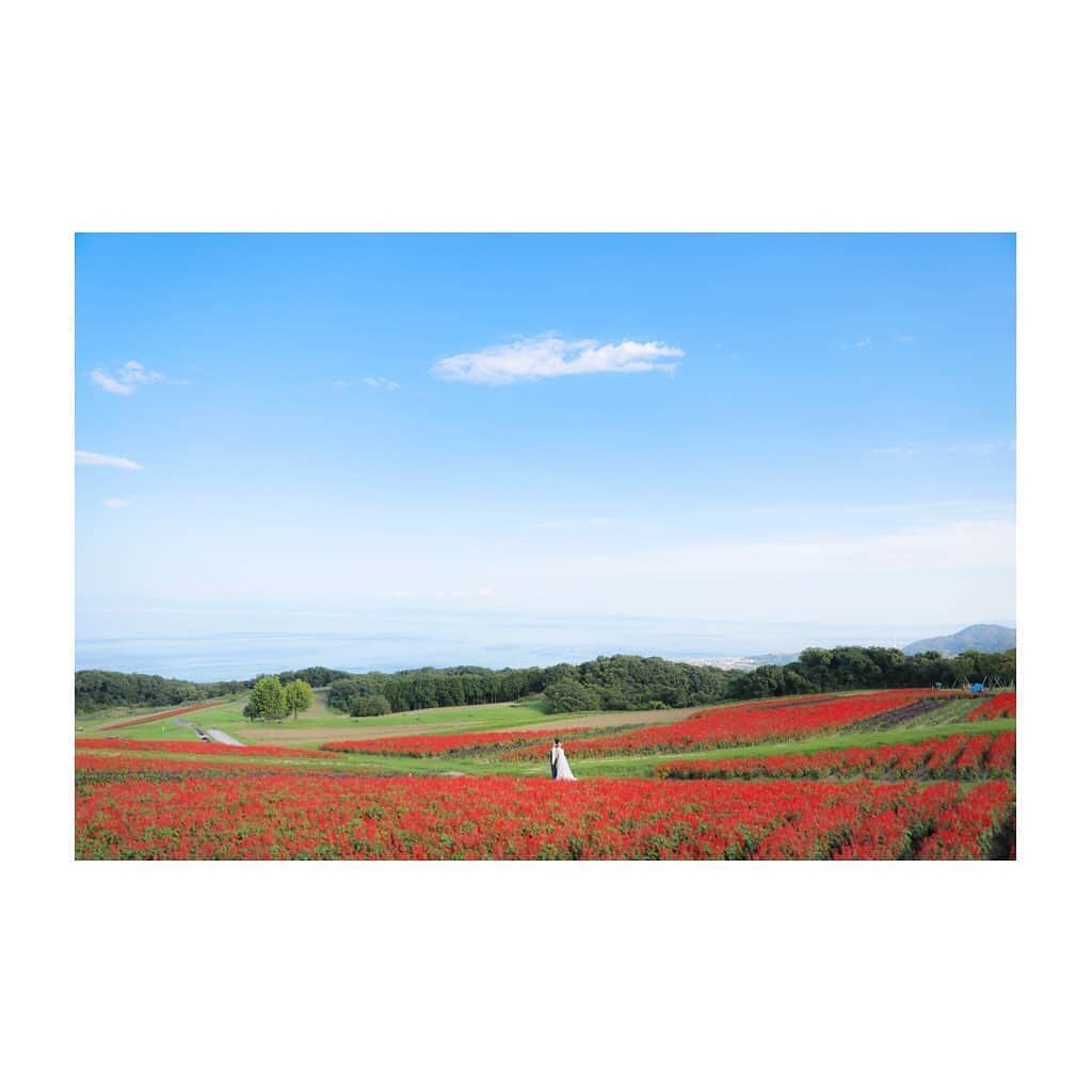 studioTVB梅田店さんのインスタグラム写真 - (studioTVB梅田店Instagram)「・ ・ ・ location：あわじ花さじき  -ロケーションのご紹介- あわじ花さじきは、お花畑が広大に広がっているロケーションスポットです⭐︎ 現在、真っ赤なサルビアが一面に咲いております。 まるで赤い絨毯のようですね！  その他にも色とりどりの可愛いお花が沢山咲いていますよ♪  またサルビアは、9月でも綺麗に咲いておりますので 沢山のお花に囲まれたお二人の素敵なお写真を一緒に残しましょう！！  ご予約お待ちしております。  ・ ・ photographer：藤田 ひとみ @hitomieux  ・ ・ hairmake :  福元 麻美 @mami.fukumoto_tvb  ・ ・ ┄┄┄┄┄┄┄┄┄┄┄┄┄┄ ・ ﻿@studiotvb_umeda @decollte_weddingphoto @d_weddingphoto_jp ・ ┄┄┄┄┄┄┄┄┄┄┄┄┄┄ ・ ﻿ #撮る結婚式 ・ ┄┄┄┄┄┄┄┄┄┄┄┄┄┄ ・ ﻿ #ウェディングフォト #前撮り #和装前撮り #洋装前撮り #ウェディングドレス #2020秋婚 #2021春婚 #フォトウェディング #studiotvb #大阪前撮り #大阪花嫁 #婚礼写真 #結婚写真 #全国のプレ花嫁さんと繋がりたい #日本中のプレ花嫁さんと繋がりたい #プレ花嫁 #marry花嫁 #ウェディングへア #結婚式ヘアアレンジ #結婚指輪 #結婚式 #チェリフォト #ロケーションフォト #ロケーションフォトウェディング #淡路島 #あわじ花さじき #お花畑 #サルビア」8月20日 11時36分 - studiotvb_umeda