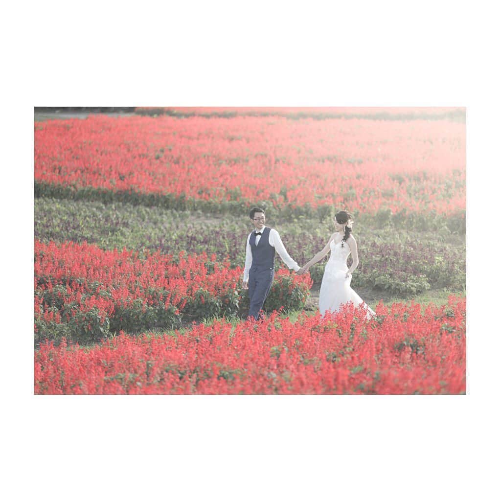 studioTVB梅田店さんのインスタグラム写真 - (studioTVB梅田店Instagram)「・ ・ ・ location：あわじ花さじき  -ロケーションのご紹介- あわじ花さじきは、お花畑が広大に広がっているロケーションスポットです⭐︎ 現在、真っ赤なサルビアが一面に咲いております。 まるで赤い絨毯のようですね！  その他にも色とりどりの可愛いお花が沢山咲いていますよ♪  またサルビアは、9月でも綺麗に咲いておりますので 沢山のお花に囲まれたお二人の素敵なお写真を一緒に残しましょう！！  ご予約お待ちしております。  ・ ・ photographer：藤田 ひとみ @hitomieux  ・ ・ hairmake :  福元 麻美 @mami.fukumoto_tvb  ・ ・ ┄┄┄┄┄┄┄┄┄┄┄┄┄┄ ・ ﻿@studiotvb_umeda @decollte_weddingphoto @d_weddingphoto_jp ・ ┄┄┄┄┄┄┄┄┄┄┄┄┄┄ ・ ﻿ #撮る結婚式 ・ ┄┄┄┄┄┄┄┄┄┄┄┄┄┄ ・ ﻿ #ウェディングフォト #前撮り #和装前撮り #洋装前撮り #ウェディングドレス #2020秋婚 #2021春婚 #フォトウェディング #studiotvb #大阪前撮り #大阪花嫁 #婚礼写真 #結婚写真 #全国のプレ花嫁さんと繋がりたい #日本中のプレ花嫁さんと繋がりたい #プレ花嫁 #marry花嫁 #ウェディングへア #結婚式ヘアアレンジ #結婚指輪 #結婚式 #チェリフォト #ロケーションフォト #ロケーションフォトウェディング #淡路島 #あわじ花さじき #お花畑 #サルビア」8月20日 11時36分 - studiotvb_umeda