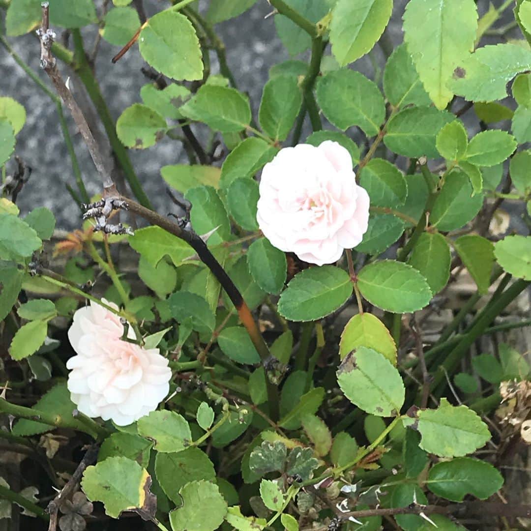 日暮愛葉さんのインスタグラム写真 - (日暮愛葉Instagram)「朝つぼみだったのがもう咲いた！#ミニ薔薇  #rose #薔薇 #バラ #hope #wish #two #bloom」8月20日 11時58分 - aiha_higurashi