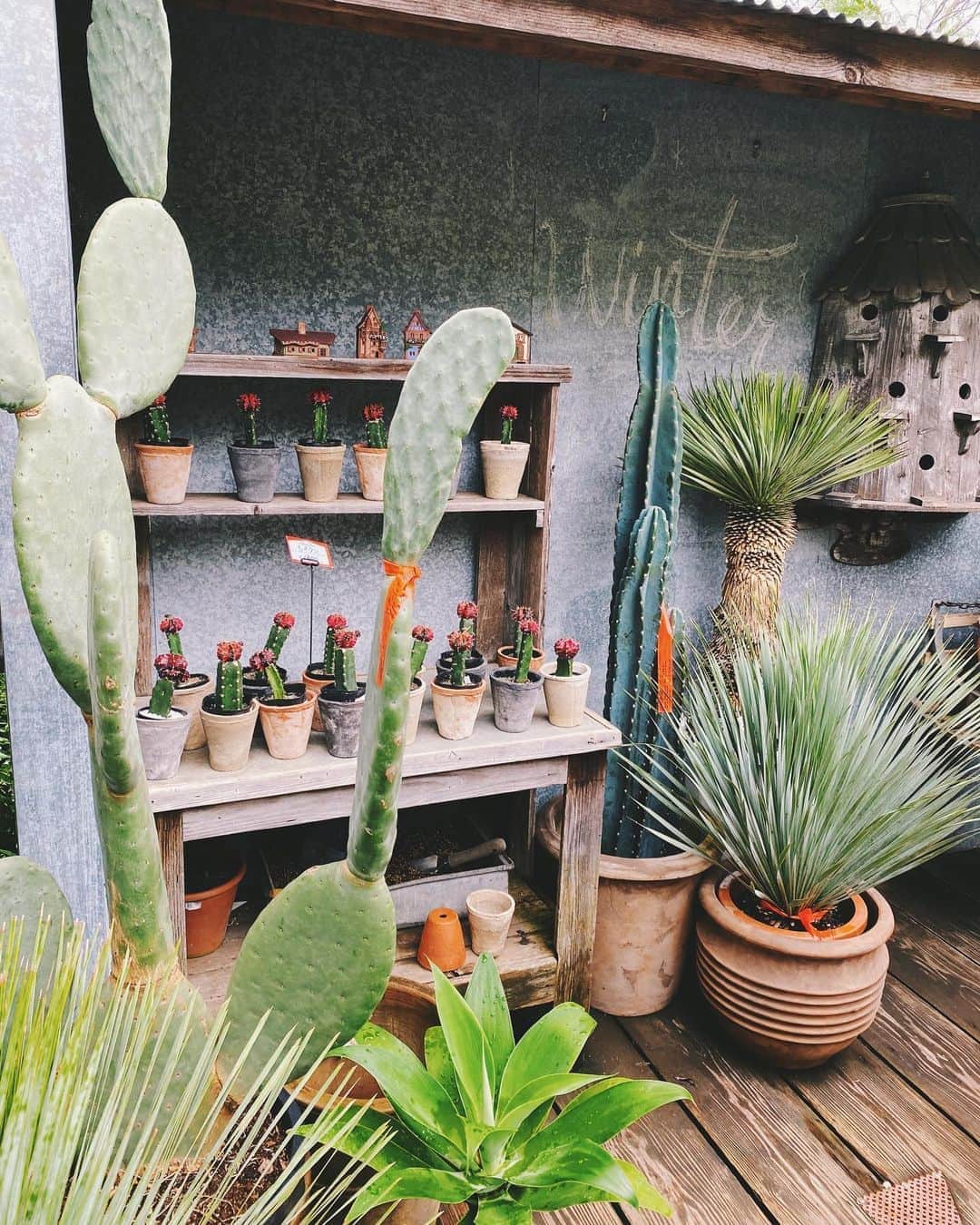 高橋菜摘のインスタグラム：「🌵🌵🌵 おうち建てたら あれが欲しいこれが欲しいって。 なっちゃうよねここ行くと。 ところでうちしょっちゅう 2日以上家空ける事が多いんだけど そういう家はサボテン以外 育てちゃいけないのかな？😭 いつもここ行っても買わずに 我慢して帰ってきてる。 今回は密かにアゲハ蝶の幼虫 探してたけど居なかったなぁ〜🐛 別に虫好きじゃないけど 成虫になるとこ見せてあげたいのと アゲハ蝶の幼虫だけは可愛くて好き。 #キャタピー . .  #solsofarm #natural #green #mama #solsopark #cactus #farm #interior #自然 #観葉植物 #インテリア #グリーン #グリーンのある暮らし #サボテン」