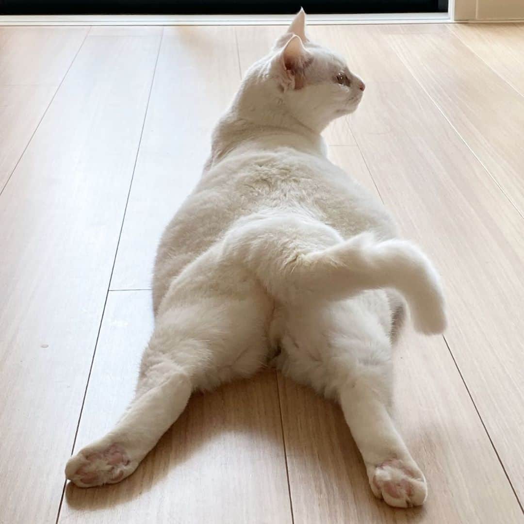 花津ハナヨさんのインスタグラム写真 - (花津ハナヨInstagram)「夏の、お腹冷やしタイム🐱  #cat #白猫 #かぎしっぽ」8月20日 12時10分 - 872874