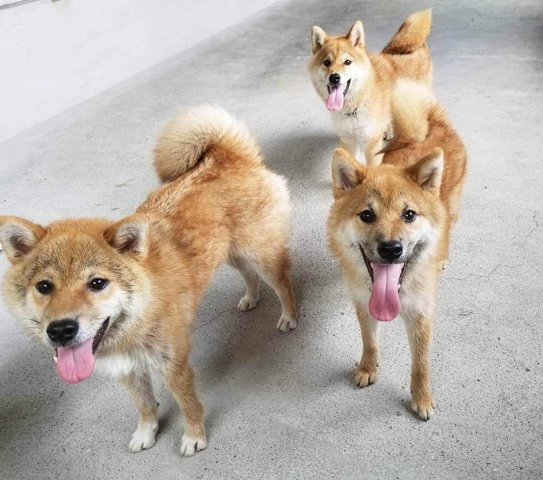 柴犬たま Shibainu Tamaのインスタグラム