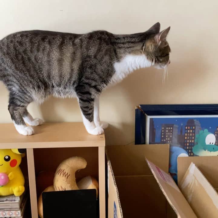 のインスタグラム：「She tried to do something. #cat #ohagi #cute #catsofinstagram #catscatscats #catasticworld #mako0mako0 #ねこ　#ねこ動画　#かわいい猫　#おはぎちゃん　#猫のいる暮らし #猫のいる生活 #猫すたぐらむ」