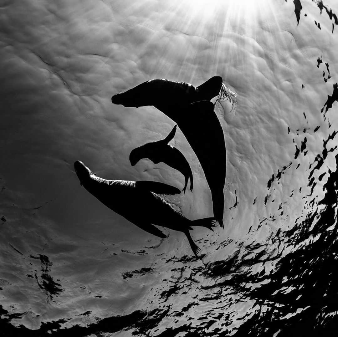 二木あいさんのインスタグラム写真 - (二木あいInstagram)「😆😆😆 Photographed by Ai FUTAKI﻿ ﻿ #underwater #freediving #underwaterworld #onebreath #zen #tranquility #health #love #happiness #smile #life #calmness #peace #mindfulness #communication #mind #serenity #beauty #oneness #interaction #nature #ocean #earth #coexist #connection #message #mymizu #blancpainoceancommitment #aifutaki」8月20日 12時27分 - aifutaki