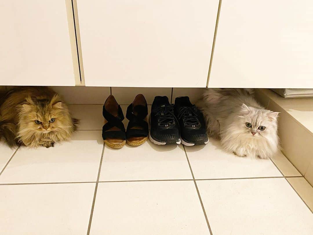 兄弟猫と私と夫の2トムのまいにちさんのインスタグラム写真 - (兄弟猫と私と夫の2トムのまいにちInstagram)「What shoes should i wear？ どの靴はこうかなー  cat#cats#pet#catsofinstagram#catstagram#catstagram_japan#instacat#cutecat#cutepetclub#bestcats#world_kawaii_cat#catoftheday#meow#bestmeow#TheDailyKitten#ねこ#ネコ#猫#ねこ部#ふわもこ部#pecoねこ部#みんねこ#チンチラ#チンチラゴールデン#チンチラシルバー#ペルシャ#みぃ豆#ふぅ豆」8月20日 13時22分 - maamiff