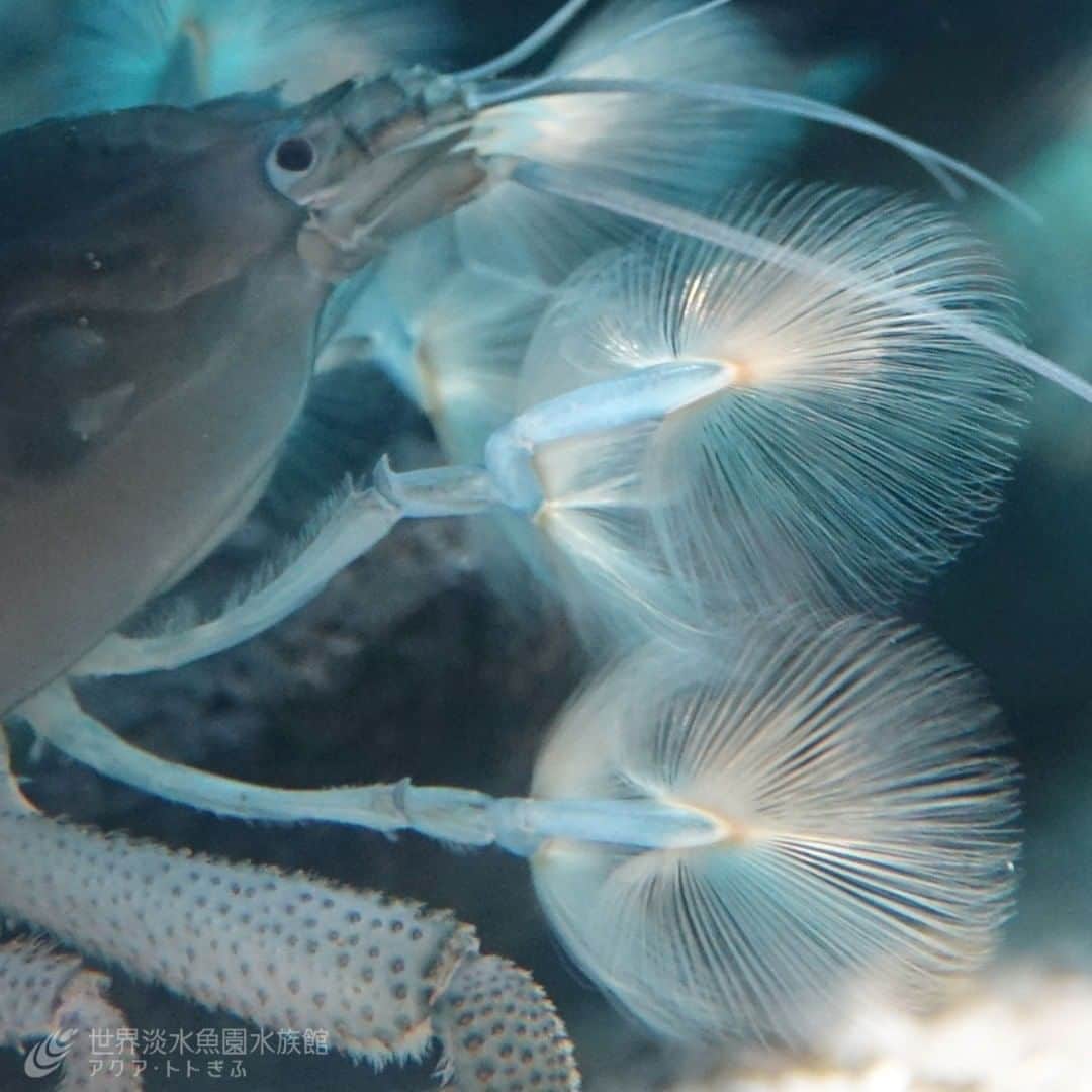 世界淡水魚園水族館 アクア・トト ぎふのインスタグラム：「アフリカンロックシュリンプのハサミあしにある、ふさ状の毛。 エサを集めるために理想的な形になったのでしょうが、自然が作り出す造形美は一味違いますね。  #アクアトト #アクアトトぎふ #アクアトト岐阜 #水族館#aquarium#Africangiantshrimp#Atyagabonnensis」