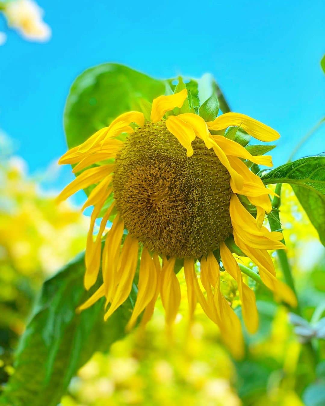 大越かず江さんのインスタグラム写真 - (大越かず江Instagram)「✨美しいもの✨  向日葵の美しさを✨🌻✨ 皆様にも (っ'-')╮ =͟͟͞͞🎁ヽ(･∇･*)ｱﾘｶﾞﾄｳ💕   ✨✨✨🌻✨✨✨🌻✨✨✨  ✨ Beautiful things ✨  The beauty of sunflowers ✨🌻✨ To everyone (Wh'-')╮ = ͟͟͞͞🎁ヽ(･∇･*) Arigato 💕   ✨✨✨🌻✨✨✨🌻✨✨✨    #シミウスアンバサダーサポーターズ   #向日葵🌻   #sunflowers🌻   #美しさ   #beauty」8月20日 14時10分 - bluemoonseasky