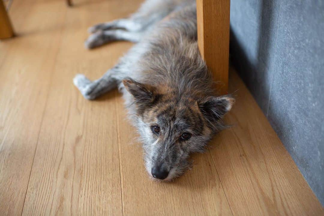 Naomiのインスタグラム：「毎日暑いね🐕」