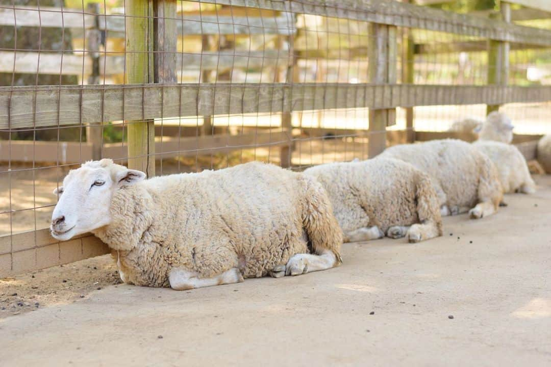 成田ゆめ牧場さんのインスタグラム写真 - (成田ゆめ牧場Instagram)「暑い日は 日陰しゅうごーう🌻🐑  #こまめに水分補給  #猛暑対策  #夏休み  #暑い日は日陰で  #いい顔してる  #成田ゆめ牧場 #ゆめ牧場 #牧場 #千葉県 #成田 #ひつじ #ぐでーん #ごろごろ  #naritadreamfarm #farm #farmstagram #baby #sheep」8月20日 15時11分 - yumebokujo