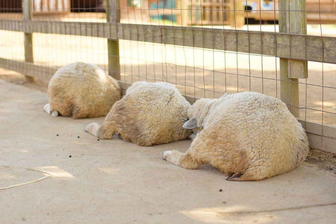 成田ゆめ牧場さんのインスタグラム写真 - (成田ゆめ牧場Instagram)「暑い日は 日陰しゅうごーう🌻🐑  #こまめに水分補給  #猛暑対策  #夏休み  #暑い日は日陰で  #いい顔してる  #成田ゆめ牧場 #ゆめ牧場 #牧場 #千葉県 #成田 #ひつじ #ぐでーん #ごろごろ  #naritadreamfarm #farm #farmstagram #baby #sheep」8月20日 15時11分 - yumebokujo