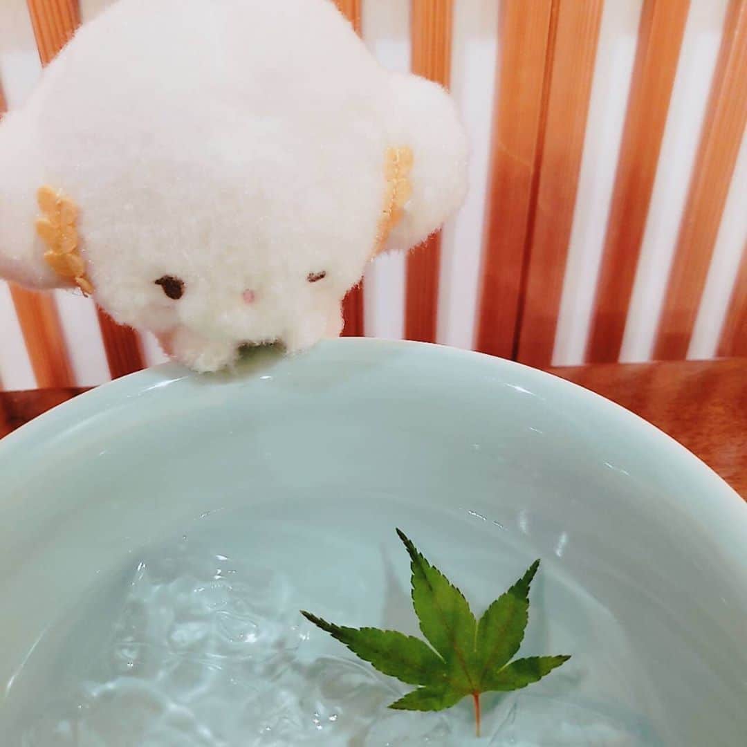 こぎみゅん（サンリオ）のインスタグラム：「みゅん･･！ 涼しそうだみゅん･･🌿  #サンリオ #キャラクター #小麦粉の妖精 #こぎみゅん #sanrio #character #cogimyun #夏 #暑いみゅん」