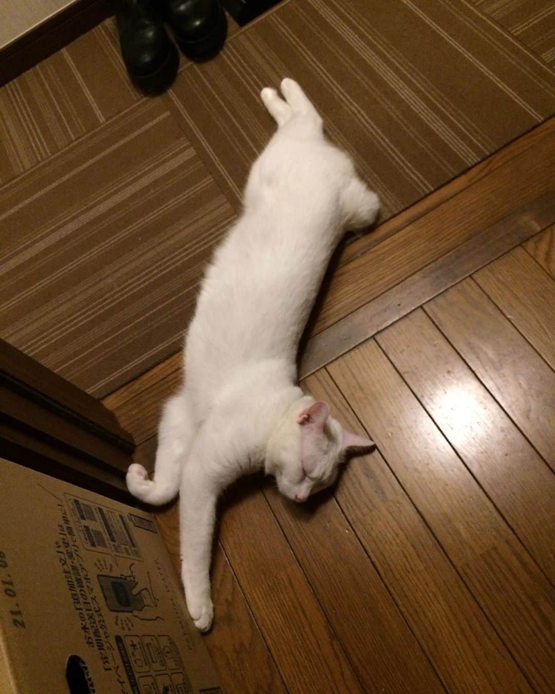 岡田屋鉄蔵のインスタグラム：「その頃ナブさんは寝技の特訓をしていた」