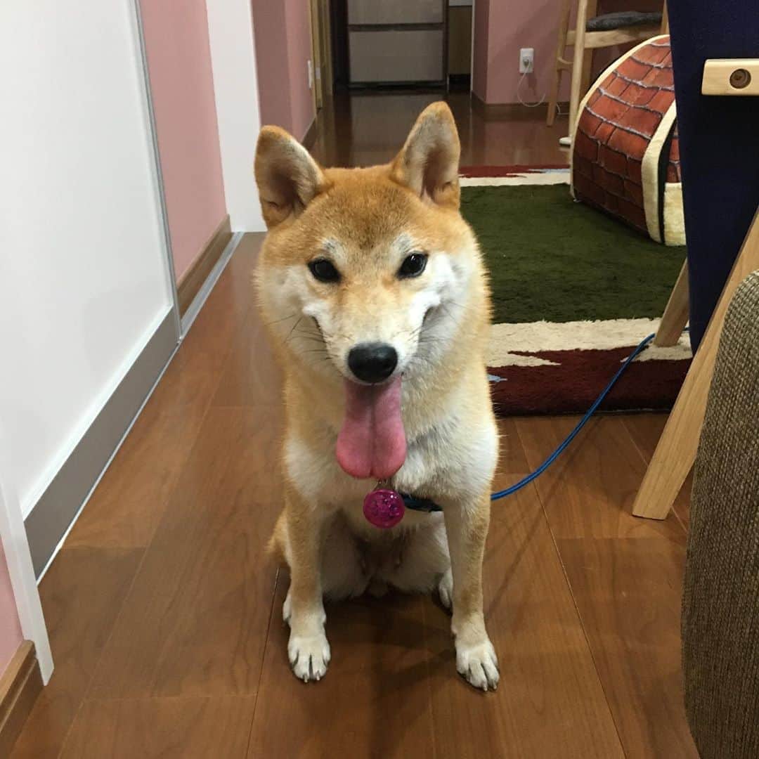 HALFBYのインスタグラム：「梅ちゃんが来た」