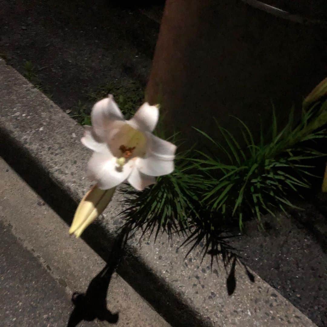山川のりをのインスタグラム：「今夜は松山市ニュー道後ミュージックにて「怪談サーカスナイト」にギターパンダ  出演します。20時20分/20時30分、男性4000円女性3000円。共演はゴトウイズミ 、飯田華子、牧瀬茜。ワシはペニースーさんの歌を奉納します。お近くの方無理ない範囲で会いに来てアイニージュー！」