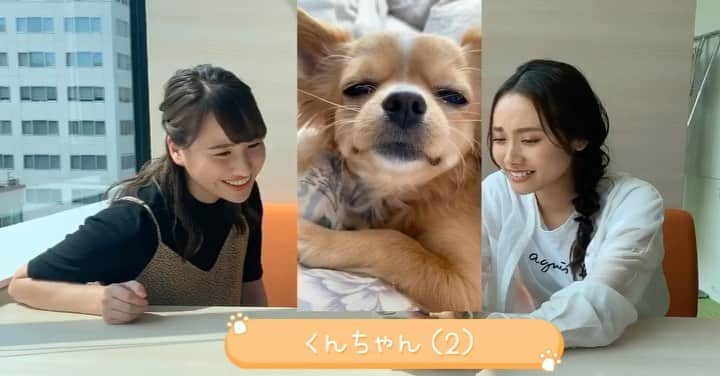 福永裕梨のインスタグラム：「＼ペットを飼っているみなさーん🐕🐈🦜💗／ ⠀ 土曜日あさ9:30〜のイチモニ！で放送している ペット動画紹介コーナー🌟 実は、土曜日のお昼に癒しのひと時を皆さんと共有したい！ という想いから私が企画書を出して実現しました☺️✨ ⠀ 可愛らしいペットを飼っている飼い主の皆さん、 イチオシの動画が撮れましたらHTBonちゃんアプリから お送りいただけないでしょうか？😳 ⠀ 🐶応募方法 🐾HTBonちゃんアプリ→動画投稿 →⚠️番組名はイチモニ！ペット動画を選択 🐾なるべく横向きで30秒〜1分程度 🐾コメント欄でペットの特徴や動画の状況を教えてください ⠀ 周りに可愛らしいペットを飼っている方がいらっしゃったら イチモニ！に送ってもらえるよう お話ししていただけたら嬉しいです🥰（笑） ⠀ 放送時間の都合上、すべての動画を放送することはできませんが 寄せられた動画は私も含めスタッフで確認し 厳選して放送させていただきます🙇‍♂️🌟 ⠀ 寝落ちの瞬間、ハプニング映像、ビックリな一芸などなど 素敵な瞬間が撮れたらぜひイチモニ！までお送りください🐕💗 ⠀ #イチモニ！ #ペット動画 #ワンちゃん #ネコちゃん #犬 #猫 #鳥 #牛 #ヤギ #羊 🐕🐈🦜🐄🐐🐏 #動画投稿 #募集 #onちゃんアプリ #ルナ #ルナのペット #くんちゃん #チワワ #うっとりベイビー #ん？？？😊 #柴犬好きな私もメロメロ😍 #イチモニメンバー動物好き多し #道外からも大募集!! #癒される動画お待ちしております #HTB #アナウンサー #福永裕梨」