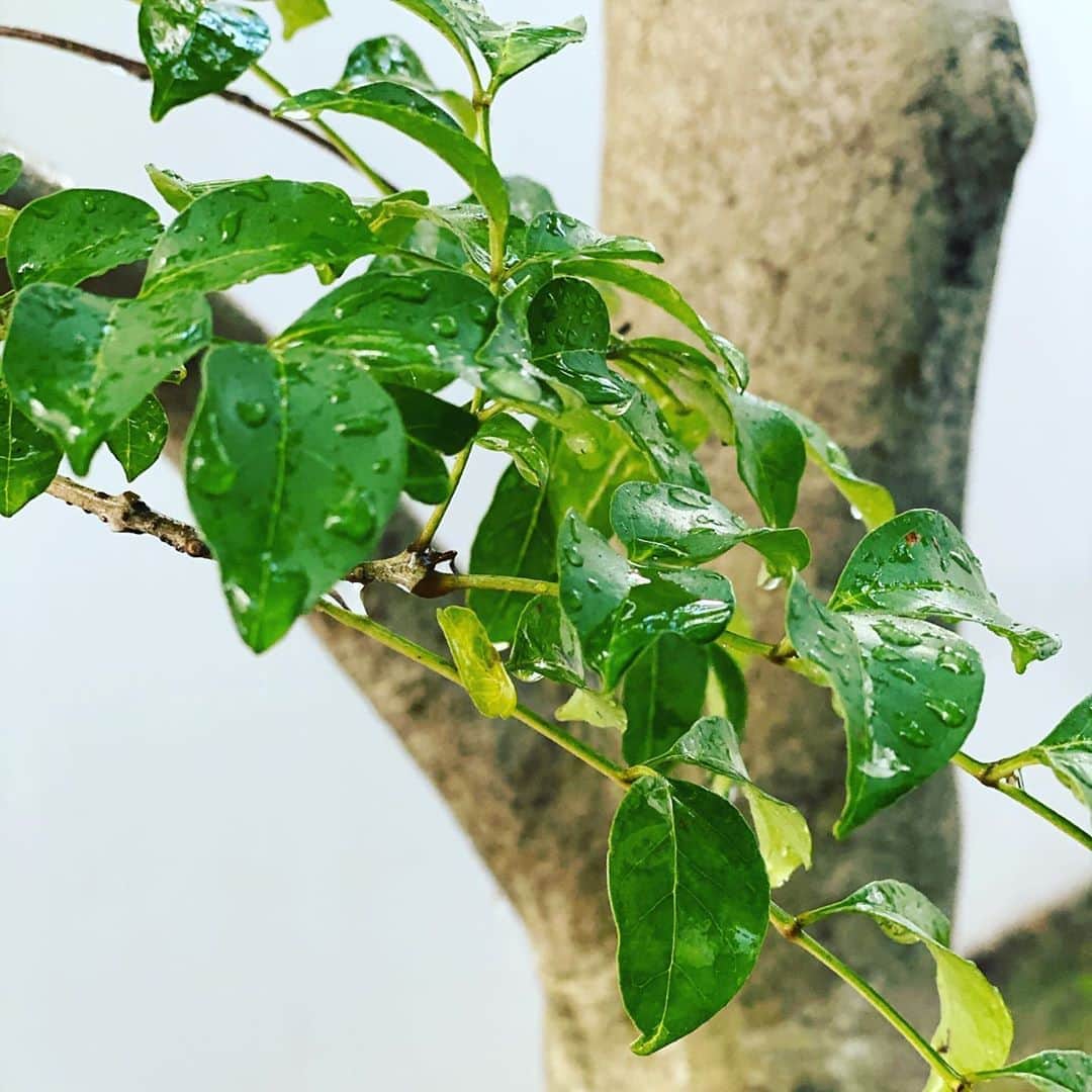 椎名桔平さんのインスタグラム写真 - (椎名桔平Instagram)「#green  植木に水を。 真夏を味わいながらね^_^」8月20日 16時27分 - kippeishiina