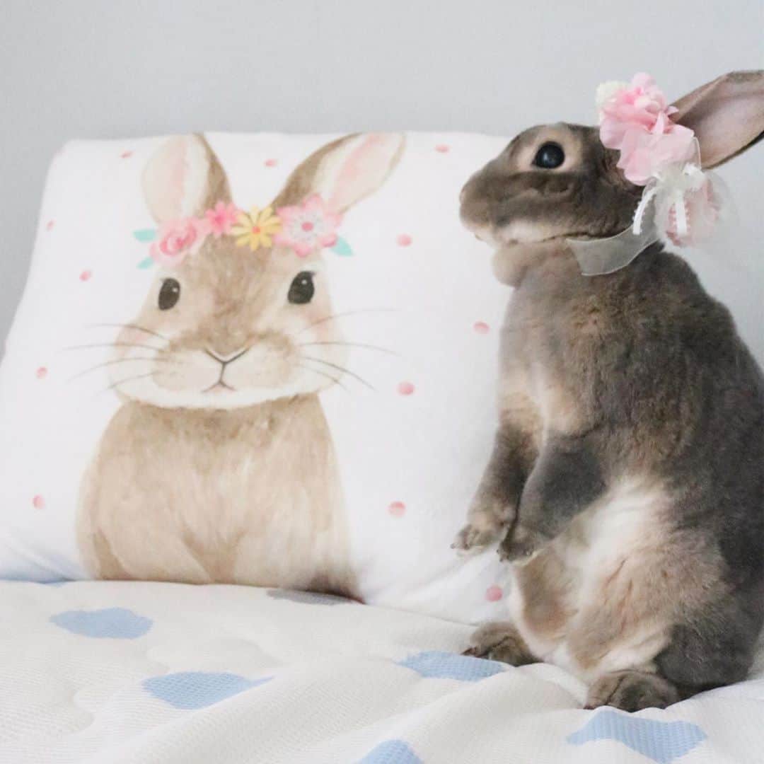 Kayoのインスタグラム：「か、か、、かわいい🌸 素通りできなかったクッション。 めっちゃ手触りもよくてお値段以上♡ ニトリさんにはうさぎさん好きがいるとしか思えない♡」