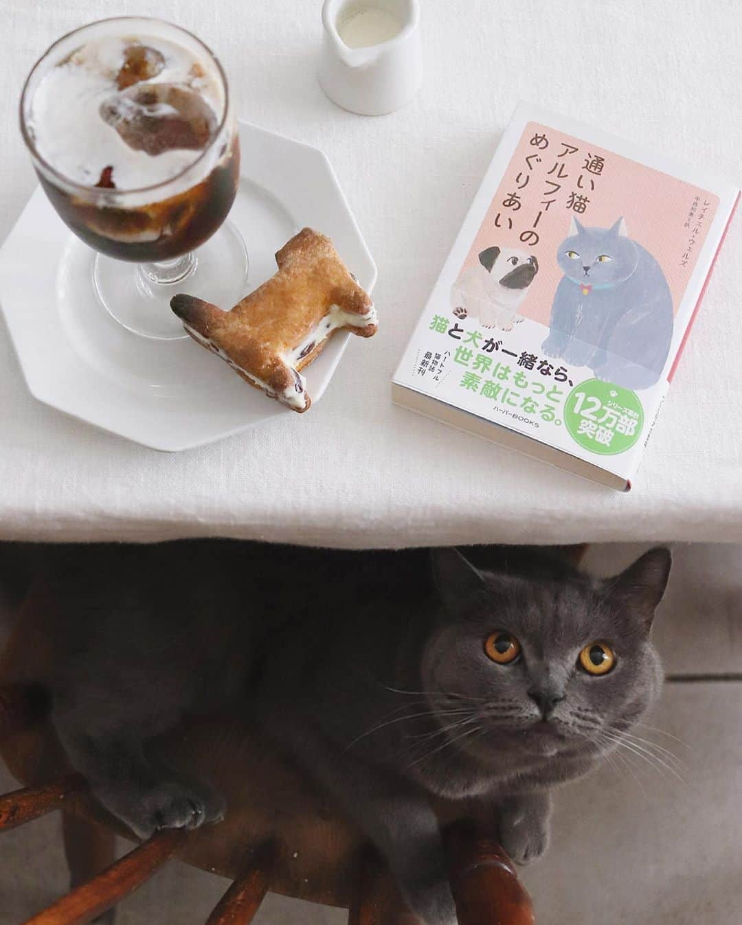 樋口正樹さんのインスタグラム写真 - (樋口正樹Instagram)「kayoineko alfie . おやつはアイスコーヒーと ねこ型のレーズンサンドで、 通い猫アルフィーの新刊は 今回は犬と一緒の素敵な話。 👉@kayoinekoalfie . . . #アイスコーヒー #レーズンサンド #通い猫アルフィーのめぐりあい #通い猫アルフィー #新刊 #いい話 #ニャンバサダー #alfiethedoorstepcat #britishshorthair #ブリティッシュショートヘア #ふわもこ部 #猫と暮らす #猫のいる暮らし #catoftheday #catsofinstagram #catlovers #catstagram_japan」8月20日 16時42分 - higuccini