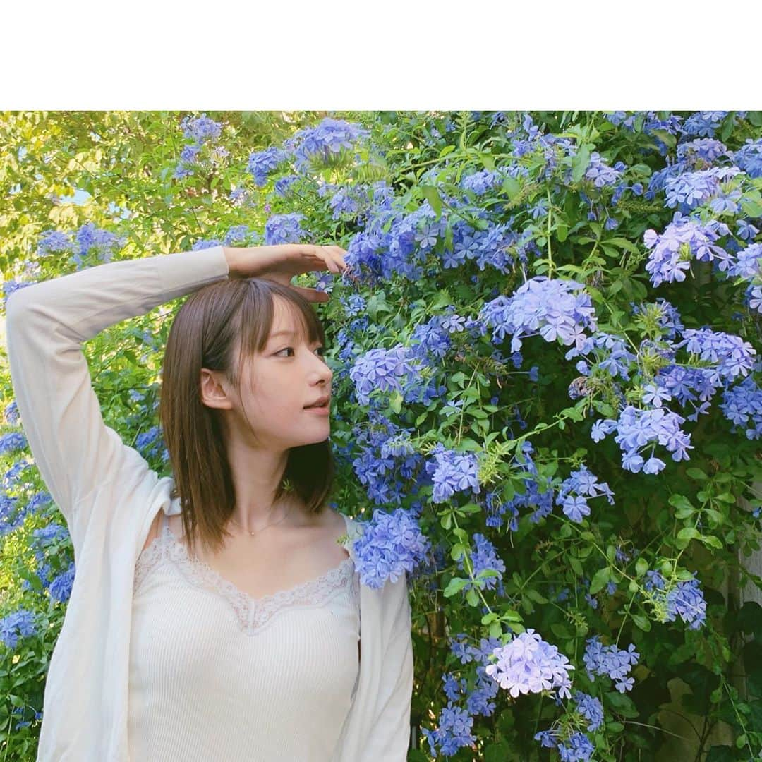 山崎あみさんのインスタグラム写真 - (山崎あみInstagram)「⠀ ⠀ ルリマツリ🌼 涼しげでかわいい、、 ⠀ 本日ズームイン！！sma よろしくお願いします☺️ ⠀ #山崎あみ」8月20日 16時52分 - __ami.yamazaki__