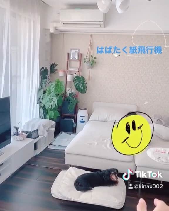 kinaxのインスタグラム：「. good afternoon(๑′ᴗ‵๑)☀in Japan, and good morning, good evening, good night for world friends! . 今日も暑かったねぇ🏝 . 今年の小学校の夏休みは短いので あと残り数日… 必須の宿題は早々に終わったのだけど 任意のものを「やる！」といいつつ なかなか捗らない😂 . 無事に終わるといいねぇʕ •́؈•̀ ₎ . . という訳で ちびっこ姉さんは忙しいので むちこさんと紙飛行機で遊んでいたよ✈︎ . 鳥みたいにはばたくはずなんだけど 微妙な折り方の違いなのか 飛ばし方なのか… 思うようにパタパタしないよ🕊 . 紙を変えてみたり折り方に変化をつけたり 色々して研究したけど よく飛ぶ以外は特に変わらなかった😂 . すぐ壁に激突しちゃうので お外でも飛ばしてみまーす✈︎ . . もうすぐ夕方だけど みんなも暑さ対策して過ごしてね(๑′ᴗ‵๑) . #親バカ部 #tiktok #犬バカ部 #猫バカ部 #kinaxvideo #紙飛行機 2020/08/20」