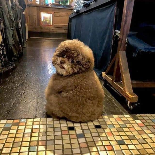 9GAGさんのインスタグラム写真 - (9GAGInstagram)「Floofy ewok 📸 @kokoro_official - #fluff #toypoodle #9gag」8月20日 17時02分 - 9gag